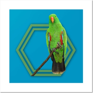 Eclectus Parrot Posters and Art